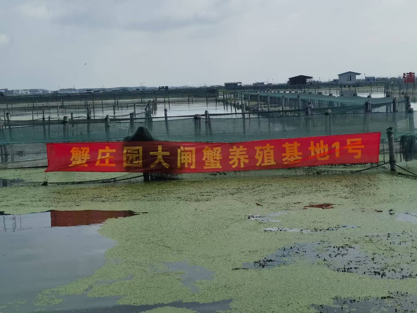 蟹庄园大闸蟹养殖基地一号塘口实拍