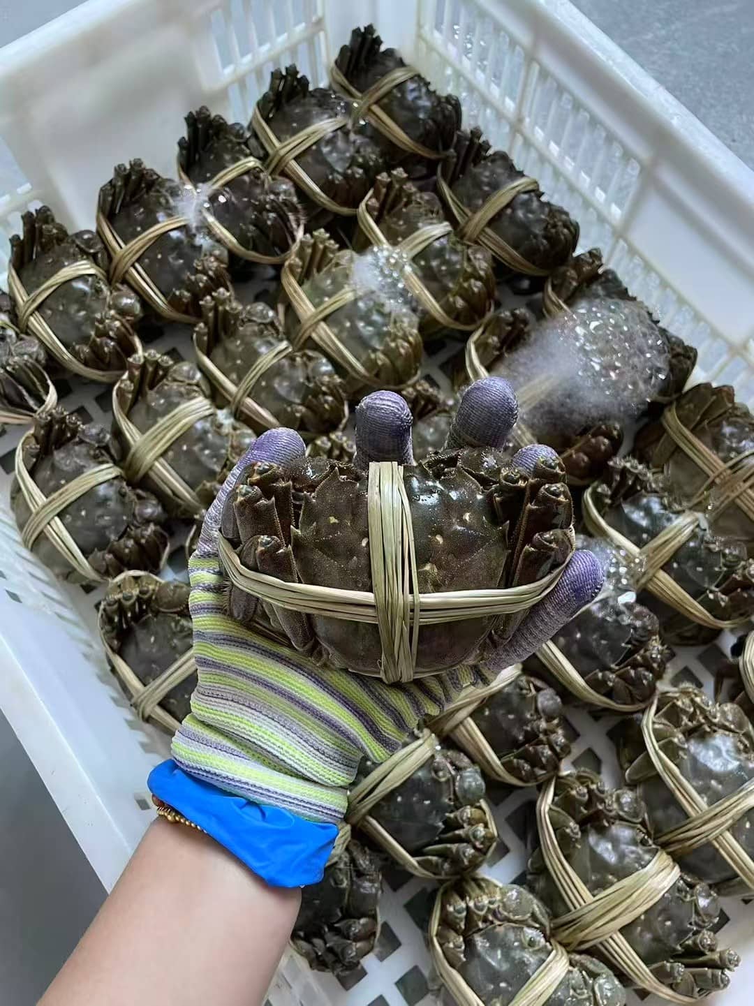手持捆扎鲜活大闸蟹展示个头