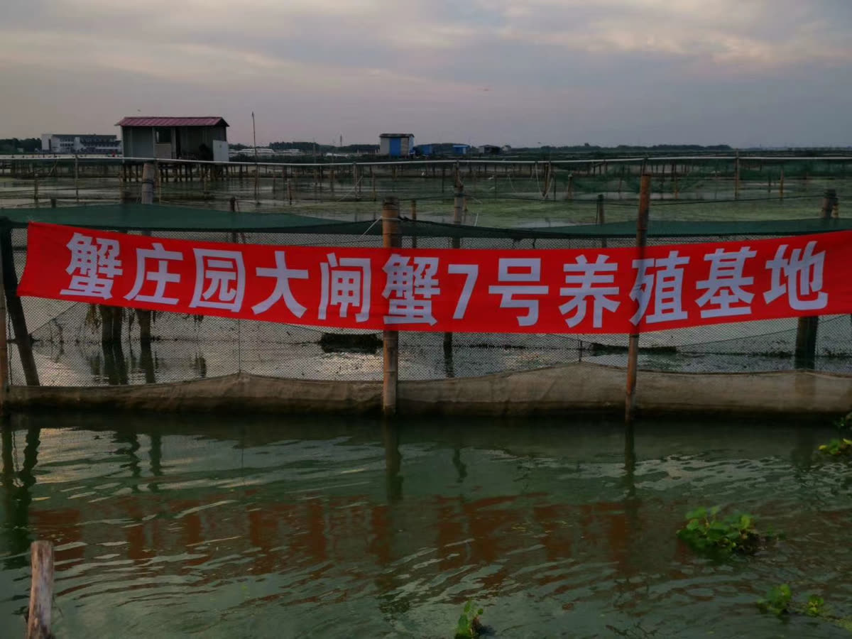 蟹庄园大闸蟹养殖基地实景